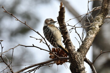 真冬の北海道の森の中、餌を探すコゲラ