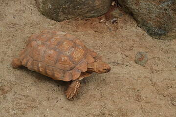 high angle view of African Spurred tortoise climb on sand beach