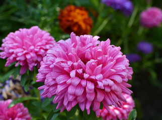 The flower beds grow asters
