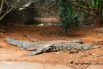 several Estuarine Crocodile (Salt-water Crocodile) resting in zoo
