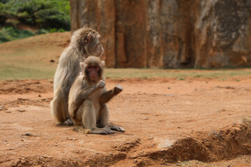Fototapeta premium wide shot of mother monkey and her child sitting on ground, looking at camera