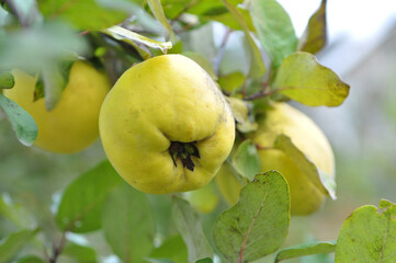 Quince ripens on the branch of the bush