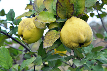 Quince ripens on the branch of the bush