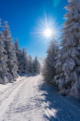 Obraz premium Cold winter morning in mountain foresty with snow covered fir trees. Beauty of nature concept background. Jeseniky mountain in czech