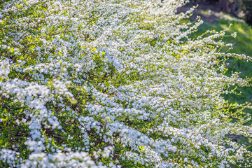 雪柳　ユキヤナギ　白い花　自然の風景
