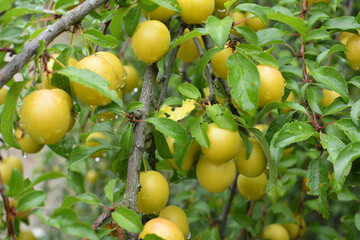 On the branch ripen fruits of plums (Prunus cerasifera).
