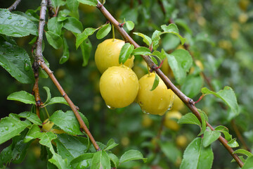 On the branch ripen fruits of plums (Prunus cerasifera).