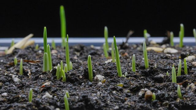 Oat Grass growing time-lapse on black background. 4K video