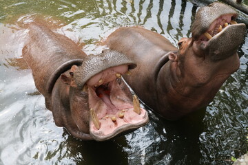 high angle view of hippo open big mouth in water in zoo