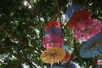 traditional Chinese oil paper umbrellas hanging on tree.