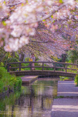 Fototapeta na wymiar 宿河原二ヶ領用水の桜並木