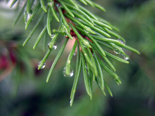 Blurred background. Fir branch with rain drops on a blurred background. Macro.