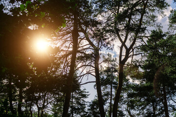 View of the green forest. Pine trees and green grass in the park. Natural beauty in summer.