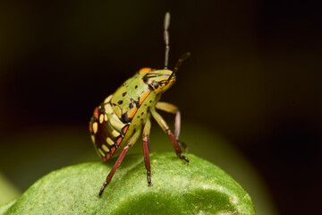 Young green bug on green leaf