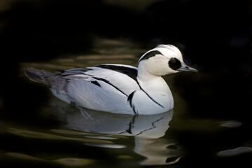 Close view of a male Smew, Mergellus albellusm