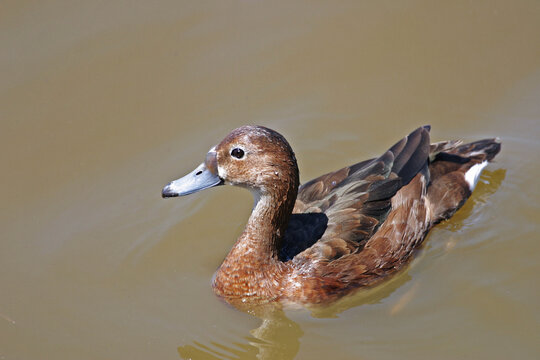 Female Rosy-billed Pochard, Netta peposaca, close up view