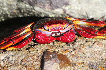 rote_Klippenkrabbe
