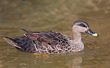 Close up of a Indian Spot-billed Duck, Anas poecilorhyncha