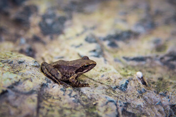 Batrachite