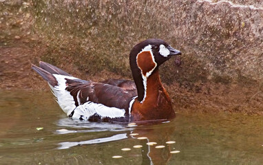 Red-breasted Goose, Branta ruficollis, relaxing on the water