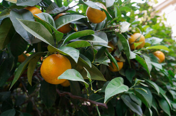 Оrange tree with fruits