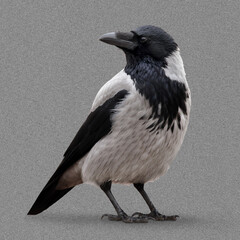 Fototapeta premium Young Hooded Crow