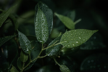 Weeping fig "Ficus benjamina" houseplant leaves, on a black and green background
