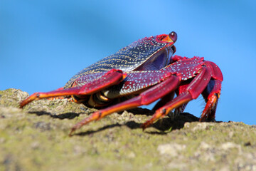 rote_Klippenkrabbe