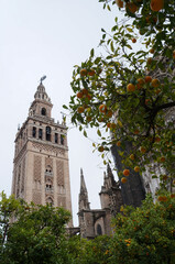 Giralda bell tower of the Cathedral of Seville with orange tree in foreground, Spain