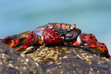 rote_Klippenkrabbe_mit_1_Schere