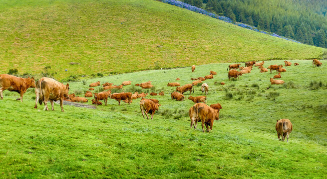 Manada de vacas de carne num prado verde.