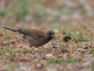 草原のシロハラ