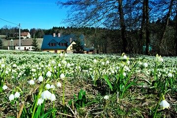 Fototapeta na wymiar Czech Republic-view on flowers spring snowflake in the springtime