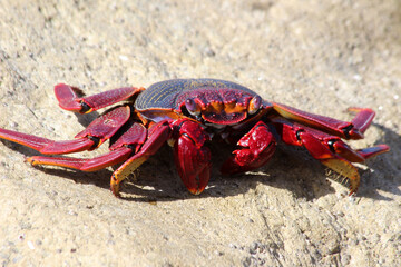 rote_Klippenkrabbe