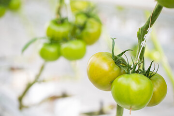 Green and red Tomatoes farm