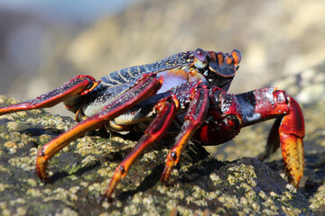 rote_Klippenkrabbe_mit_1_Schere