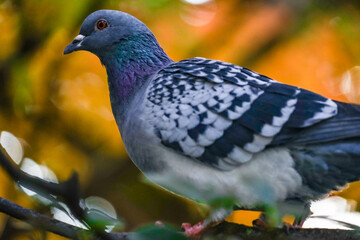 鳩と紅葉イメージ