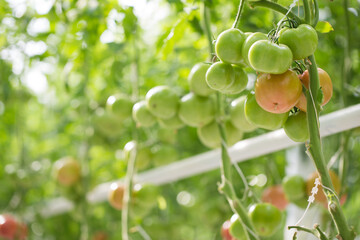 Green and red Tomatoes farm