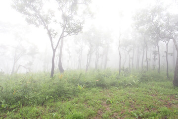 Krachiew flowers on a foggy day in Pa Hin Ngam National Park in Thailand