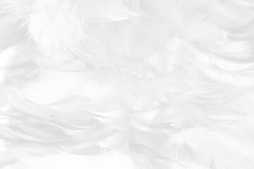 white feather texture background,pastel soft fur for baby to sleep.
