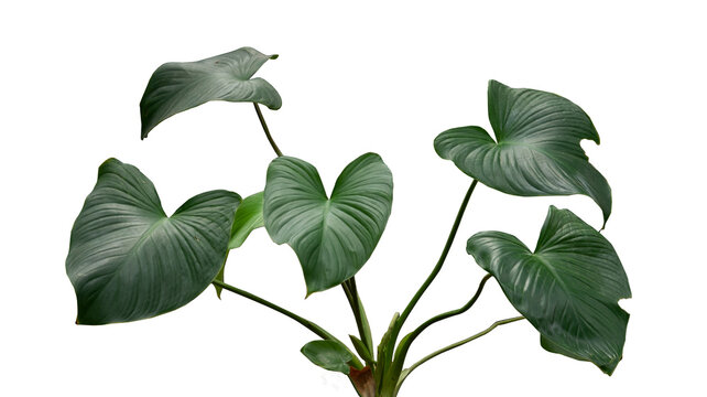 homalomena rubescens, the king of heart plant. the green indoor house plant. natural green pattern. greenish leaves isolated on white background.