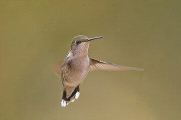 Female Ruby-throated Hummingbird, Archilochus colubris, flying