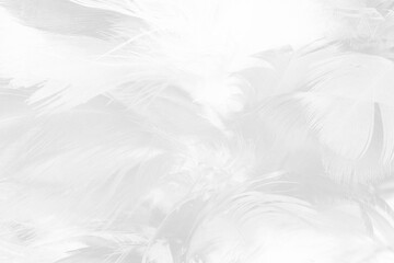 Obraz premium white feather texture background,pastel soft fur for baby to sleep.