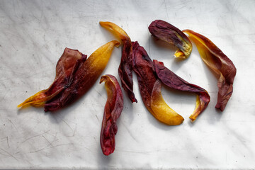 Opadłe płatki zwiędłego tulipana, żółte i czerwone © Miroslaw