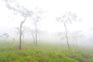 Krachiew flowers on a foggy day in Pa Hin Ngam National Park in Thailand