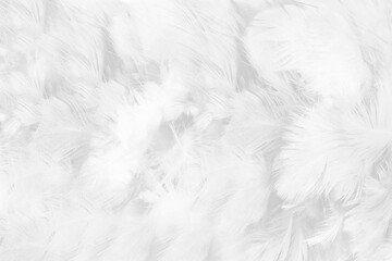 Obraz premium white feather texture background,pastel soft fur for baby to sleep.