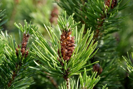 Pine cones of pinus mugo in spring in the garden closeup
