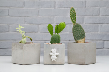 Cacti and other plants in pots