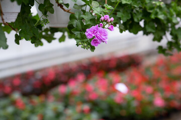 Fototapeta na wymiar Flowers in greenhouse in garden center for sale and gardening business