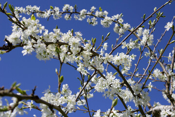 Plum tree blossom, Cotswolds, Gloucestershire, England, United Kingdom, Europe